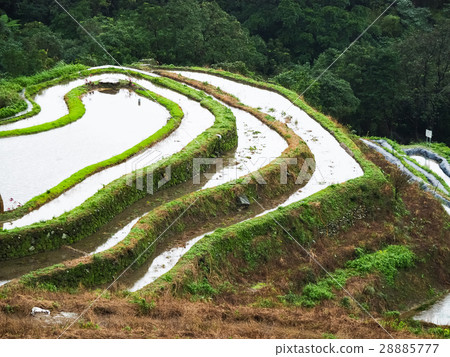 石門梯田 28885777