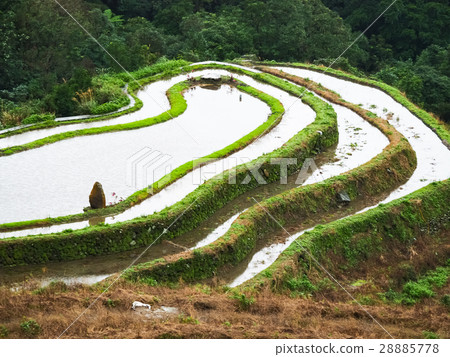 石門梯田 28885778