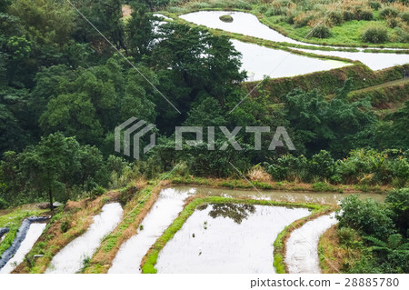 石門梯田 28885780