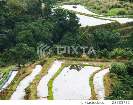 石門梯田 28885782