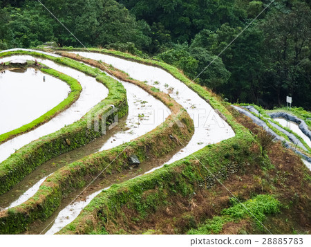 石門梯田 28885783
