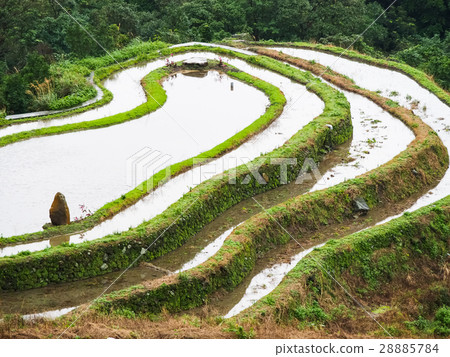 石門梯田 28885784