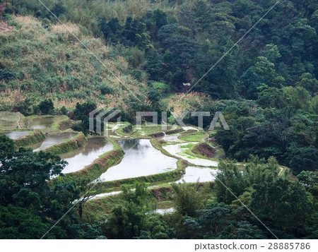 石門梯田 28885786