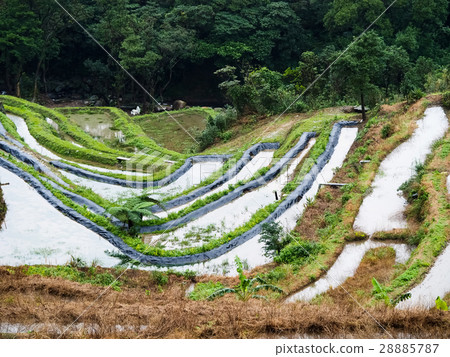 石門梯田 28885787