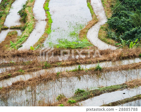 石門梯田 28885788
