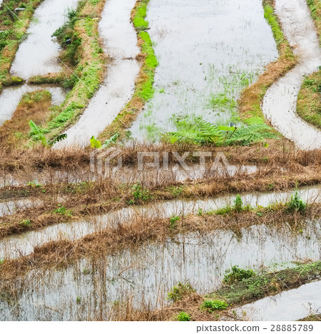 石門梯田 28885789