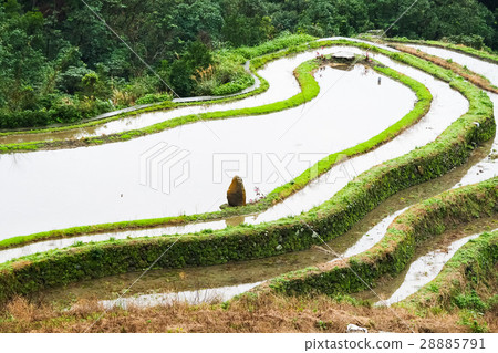 石門梯田 28885791