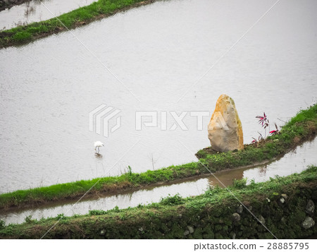 石門梯田 28885795