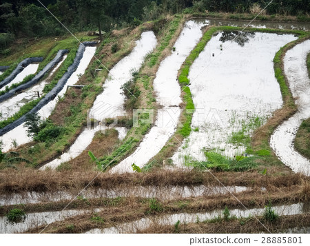石門梯田 28885801