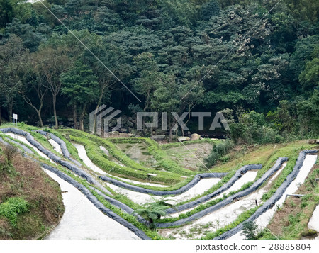 石門梯田 28885804