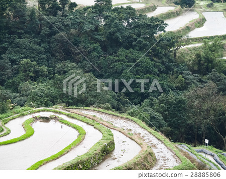 石門梯田 28885806