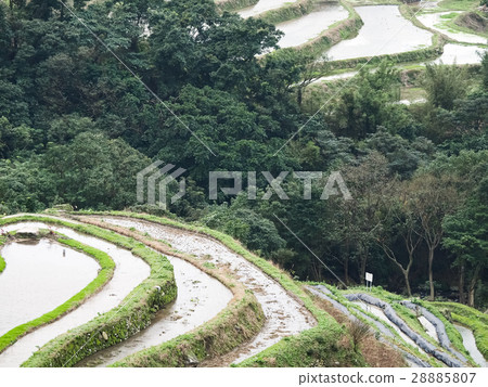 石門梯田 28885807