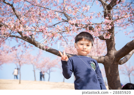 Cherry tree and a boy 28885920