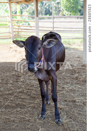 Young cow 28885923