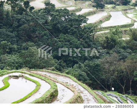 石門梯田 28886003