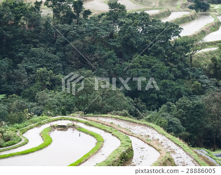 石門梯田 28886005