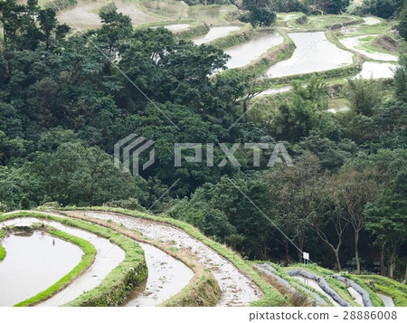 石門梯田 28886008