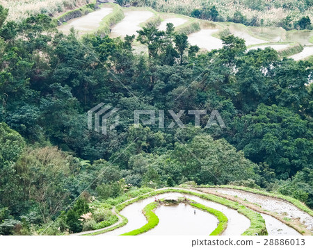 石門梯田 28886013