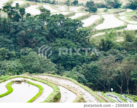 石門梯田 28886016