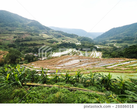 石門梯田 28886018