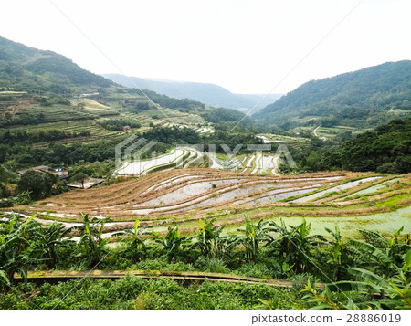 石門梯田 28886019