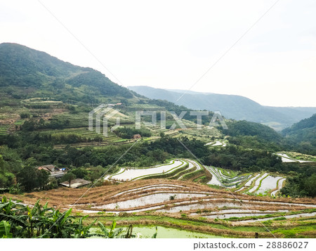 石門梯田 28886027