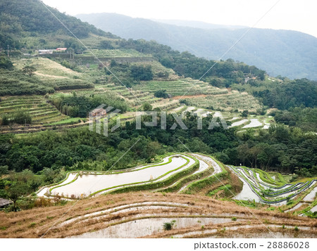 石門梯田 28886028
