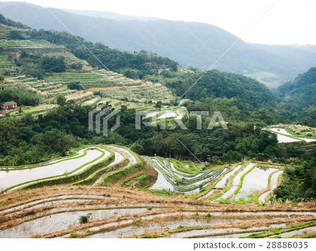石門梯田 28886035