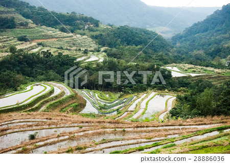 石門梯田 28886036