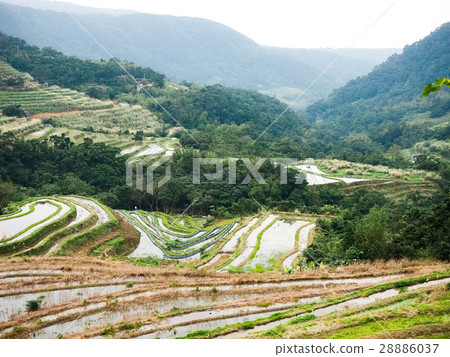 石門梯田 28886037