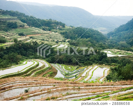 石門梯田 28886038