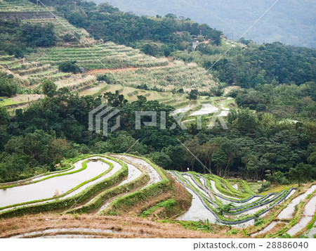 石門梯田 28886040