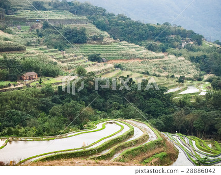 石門梯田 28886042