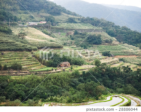 石門梯田 28886044