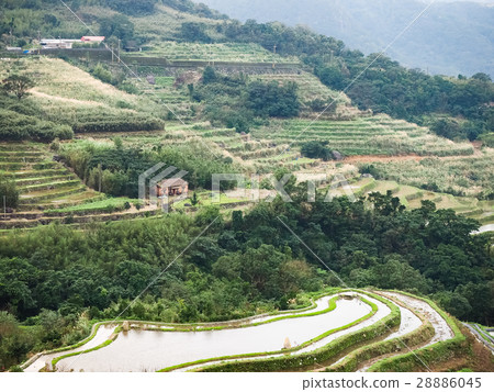 石門梯田 28886045