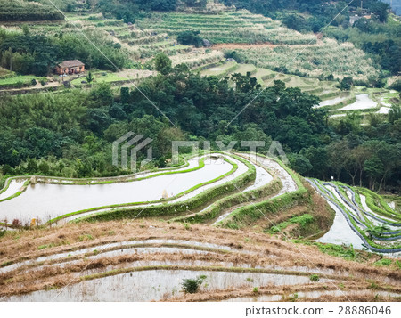 石門梯田 28886046