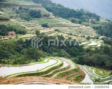 石門梯田 28886048