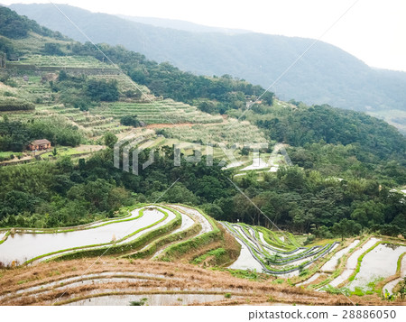 石門梯田 28886050
