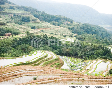 石門梯田 28886051