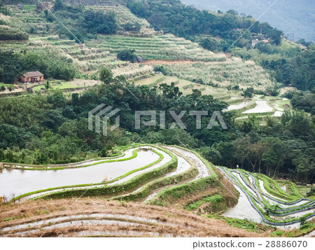 石門梯田 28886070