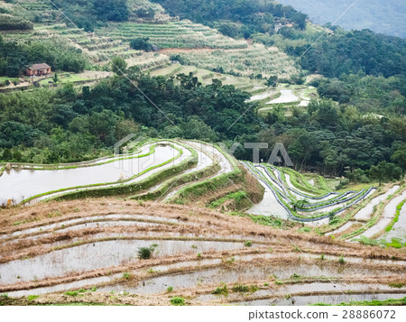 石門梯田 28886072
