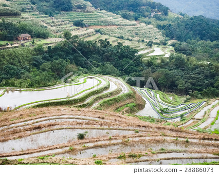 石門梯田 28886073
