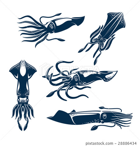 Squid sea animal icon set for seafood design 28886434