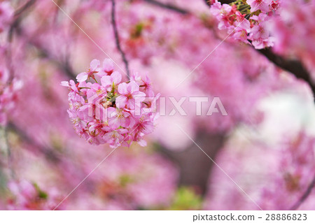 Kawazuzakura 28886823