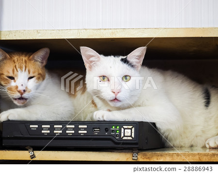 Two cats 28886943
