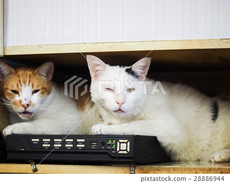 Two cats 28886944