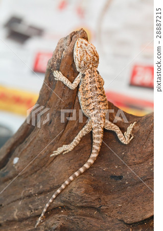 Bearded Dragon animal. Bearded Dragon animal. 28887215