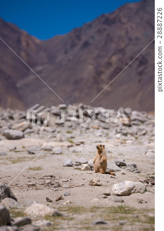 Marmot 28887226