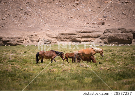 Horses Grazing in field in Ladakh, India 28887227