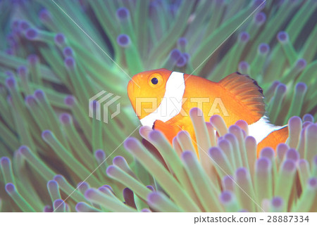 小丑銀蓮花屬魚在沖繩島 小丑銀蓮花屬魚在沖繩島 28887334